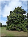 Sweet chestnut tree, Badlesmere Lees