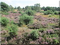 Frensham Common