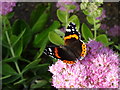 Red Admiral butterfly