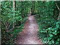 Footpath through the woods