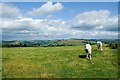 Ponies at Pen Offa