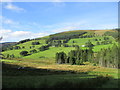 View from bottom of Nowtslairs Wood