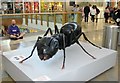 Big Bugs on tour - black ant