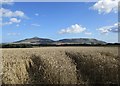 Wheat field near Drunzie