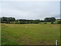 Sheep grazing near the River Cole 