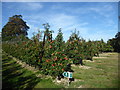 Footpath through an apple orchard