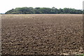 Round Wood across a newly ploughed field