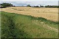 Ditch and farmland near The Driftway