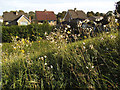 Wildflowers on Hall Tower Hill, Barwick-in-Elmet 