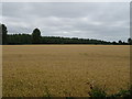 Cereal crop off Buckland Road