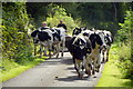 Driving cattle along Magheralough Road