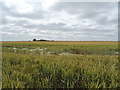 Cereal crop near Woodhouse Fruit Farm