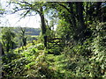 Llwybr ceffyl ger Cwm-tywarch / A bridleway near Cwm-tywarch