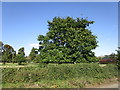 Walnut tree at Billesley Manor Farm