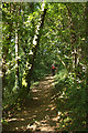 Dart Valley Trail above Britannia Crossing