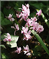 Cyclamen, Dart Valley Trail