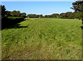 Distant sheep in a field near Gileston