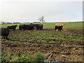 NO7681 : Cattle feeding by Scott Cormie