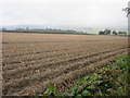 Potato field near Bogincaber