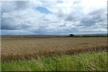 NU0642 : Farmland beside the cycle path by DS Pugh