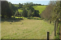 Side valley below Diptford