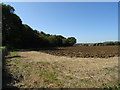 Footpath beside Boarstall Wood