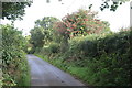 Rowan overhanging the lane