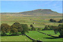 SD8072 : Green fields at Rowe Farm, with Pen-y-Ghent beyond by David Martin