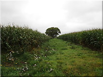 W5360 : Tree and fields of maize near Garryhankard by Jonathan Thacker