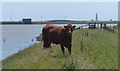 TM4451 : Cow on the Suffolk Coast Path by Mat Fascione
