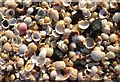 SS6290 : Sea shells by Alan Hughes
