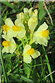 Common Toadflax (Linaria vulgaris)