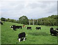 W6999 : Cattle grazing by Bridgetown Priory by Jonathan Thacker