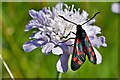 Alkham, St. Anthony Church: Six spot burnet moth in the unmown part of the churchyard 2