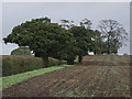 Hedgerow and fields, near Skirlaugh