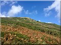 Gorse and bracken on the slopes of Rams Tor