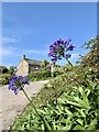 Agapanthus on Townshill