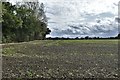 Pulham St. Mary: Brick kiln farm, Semere Lane: Sprouting crop