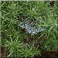 Dew on a web in the gorse