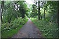 SJ6369 : Woodland Path by Anthony O'Neil