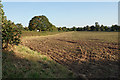 Planted field near Lichfield