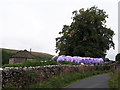 Happy bales near Arncliffe