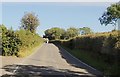 Hedges alongside the B30 in the Cullaville Road Loop