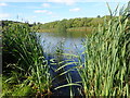 Reeds on the shore of Cornahove Lough