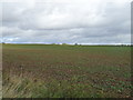 Crop field off the B4031