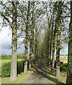 Tree lined track to The Slade Farm