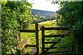 Huish Champflower : Grassy Field & Stile