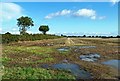 A very wet field near Acaster Malbis