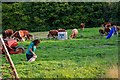 Huish Champflower : Grassy Field & Cattle