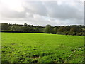 Fields and woods near Templeton